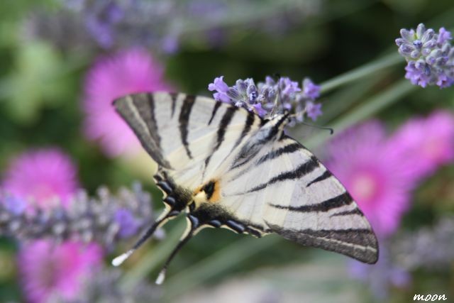 lavanda